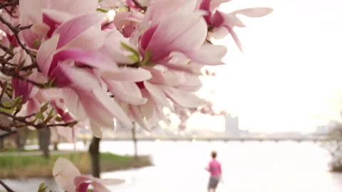 CHARLES RIVER FLOWERS Video stock 178916642