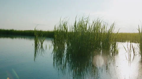 Charleston Marsh Stock Footage 133462444