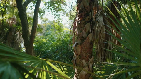 Charleston Palm Trees Stock Footage 133394897