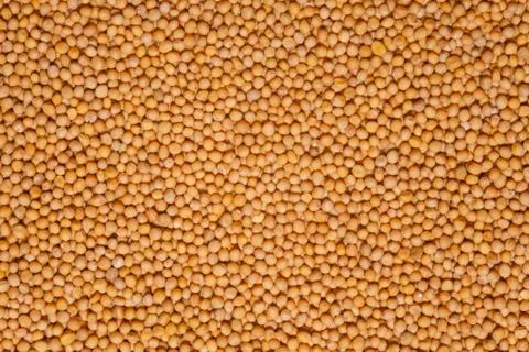 Charlock background Stock Photos