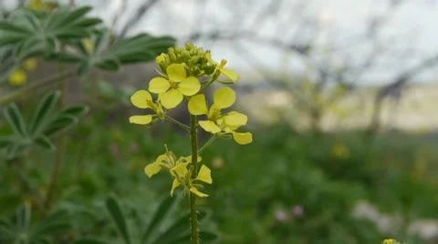 Charlock; Wild- or corn mustard Stockbeeldmateriaal 7754797