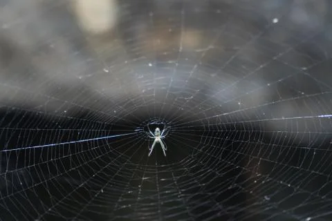 Charlotte's Web Stock Photos