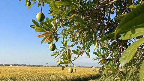 The charm of bisbul fruit grows naturally in the garden. Stock Footage 340342018