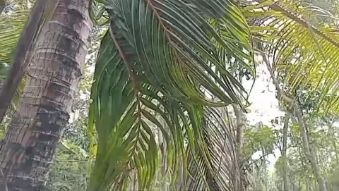 The charm of coconut trees in nature. Vídeos de archivo 339419016
