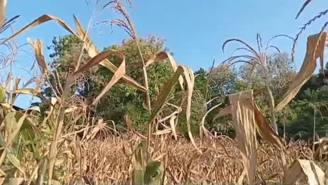 The charm of corn fields before harvest. Stock Footage 336318983