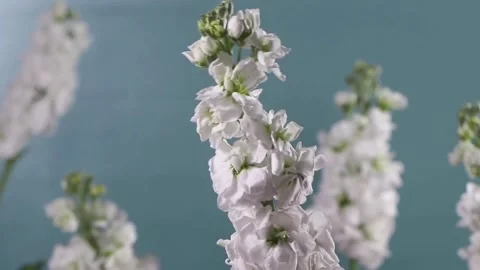 The Charm of Flowers in the Wind 4k  Stock Footage 281516715