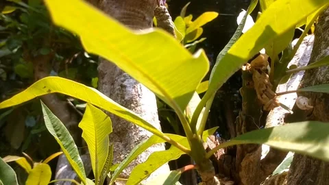 The Charm of a Frangipani Tree in the Garden Stock Footage 331934865