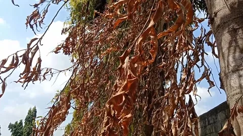 The charm of glodok leaves when they are dry. Video stock 341479743