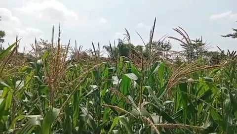 The charm of green corn under a clear sky. Stock Footage 335771267