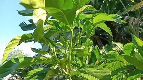 The charm of ground cherry leaves under the blue sky. Stock Footage 336974506