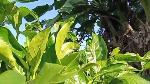 The charm of ground cherry leaves under the blue sky. Stock Footage 336974547