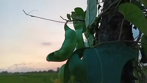The charm of koro plants in open fields. Stock Footage 337412152