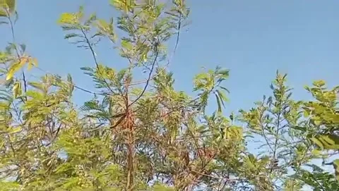 The charm of lamtoro flowers under the blue sky. Video stock 338447583