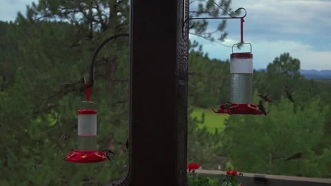 A charm large cluster group of Rufous broad tailed black chinned ruby throated Stock Footage 316705622