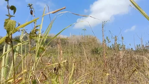 The charm of Llar grass adorns the open land. Stock Footage 340057911