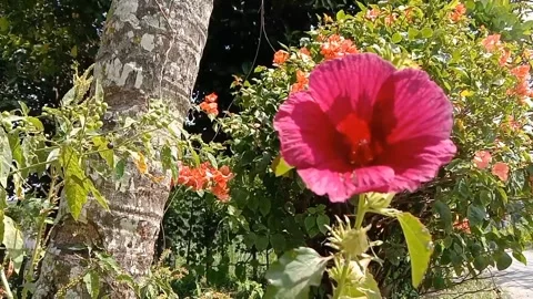 The charm of pink flowers that refresh the eyes. 動画素材 336001606