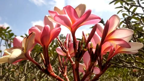 The Charm of Pink Frangipani Under the Clear Sky Video stock 341264862