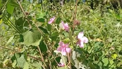 The charm of pink sidaguri flowers. Vídeos de archivo 335874968