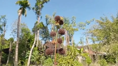 The charm of the round button grass flower. Stock Footage 339203015