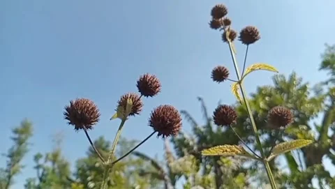 The charm of the round button grass flower. Stock Footage 339203097