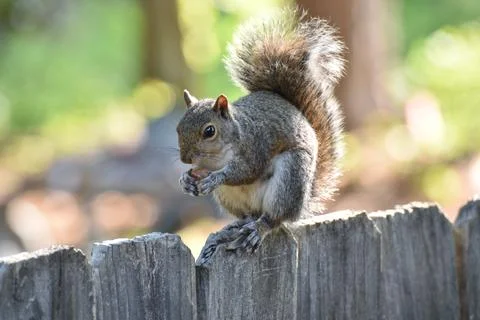 The Charm of a Squirrel in the Wild Stock Photos