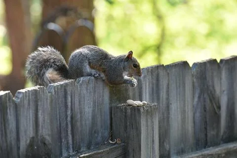 The Charm of a Squirrel in the Wild Stock Photos