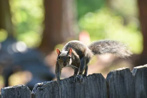 The Charm of a Squirrel in the Wild Foto stock