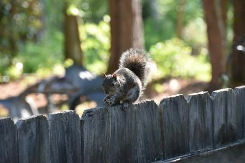 The Charm of a Squirrel in the Wild Stock Photos