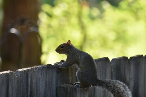 The Charm of a Squirrel in the Wild Foto stock