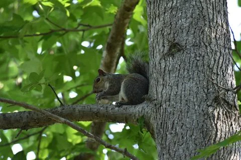 The Charm of a Squirrel in the Wild Stock Photos