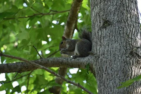 The Charm of a Squirrel in the Wild Stock Photos