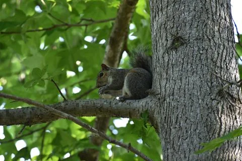 The Charm of a Squirrel in the Wild Stock Photos