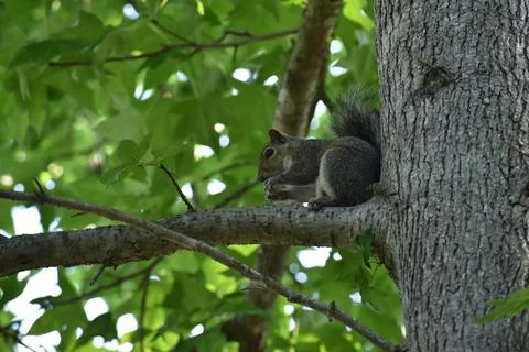 The Charm of a Squirrel in the Wild Stock Photos