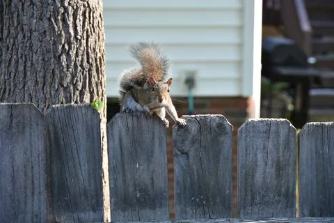 The Charm of a Squirrel in the Wild Stock Photos