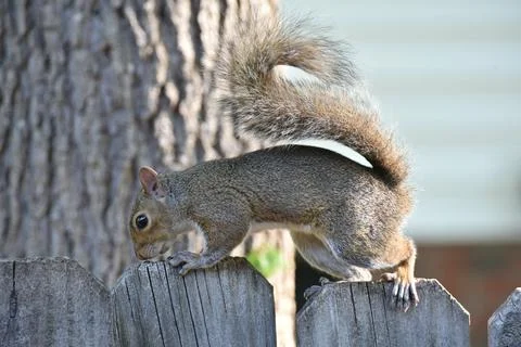 The Charm of a Squirrel in the Wild Stock Photos
