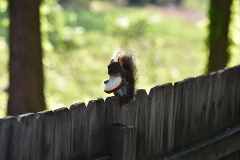 The Charm of a Squirrel in the Wild Stock Photos