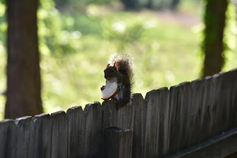 The Charm of a Squirrel in the Wild Foto stock