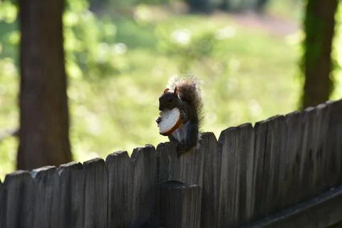 The Charm of a Squirrel in the Wild Stock Photos