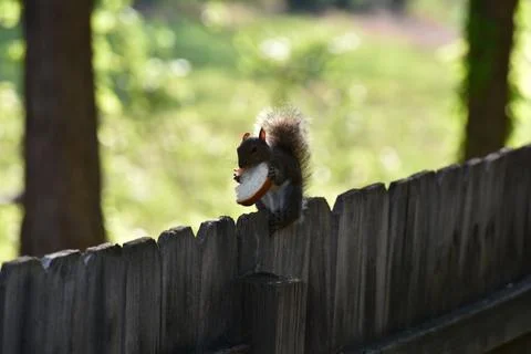 The Charm of a Squirrel in the Wild Stock Photos