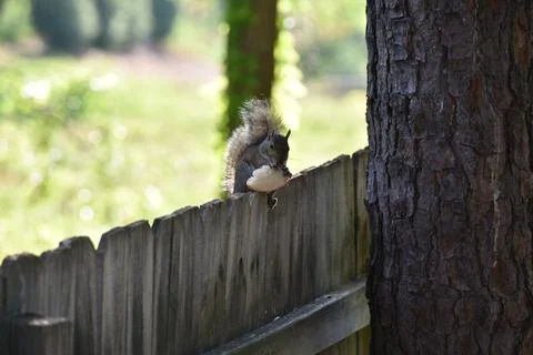 The Charm of a Squirrel in the Wild Stock Photos