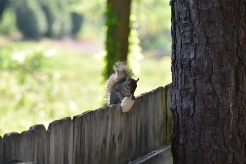 The Charm of a Squirrel in the Wild Stock Photos