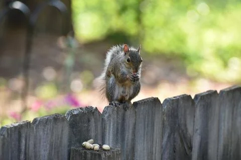The Charm of a Squirrel in the Wild Stock Photos