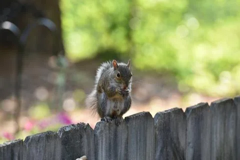 The Charm of a Squirrel in the Wild Stock Photos