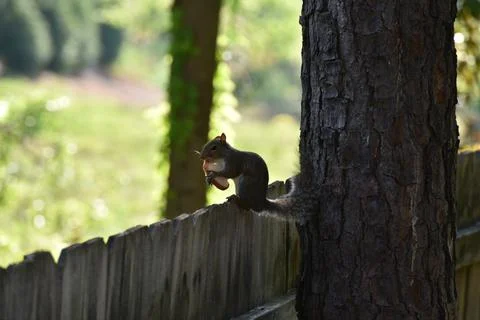 The Charm of a Squirrel in the Wild Foto stock