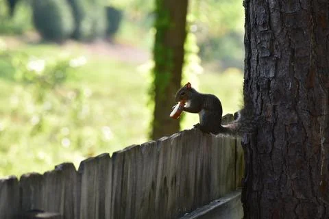The Charm of a Squirrel in the Wild Stock Photos