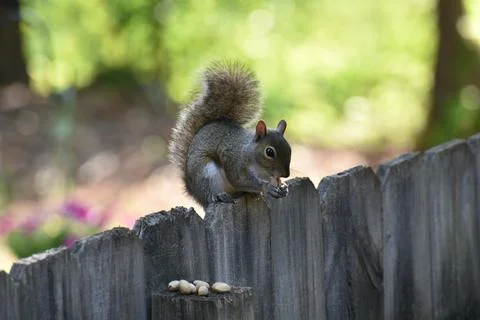 The Charm of a Squirrel in the Wild Stock Photos