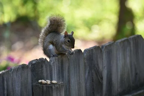 The Charm of a Squirrel in the Wild Stock Photos