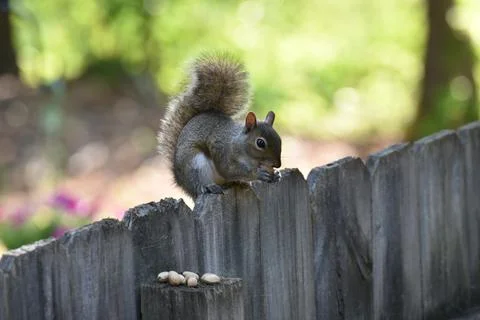 The Charm of a Squirrel in the Wild Stock Photos