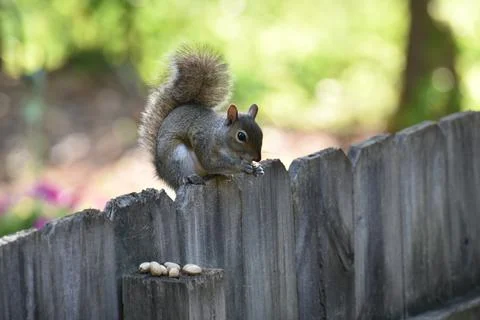The Charm of a Squirrel in the Wild Stock Photos