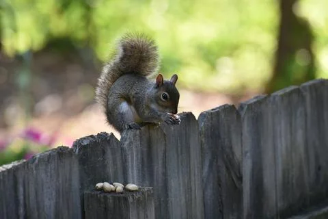 The Charm of a Squirrel in the Wild Foto stock